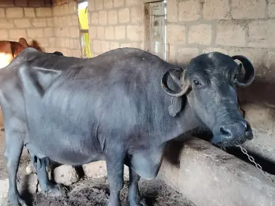 ભેંસ વેચવાની છે ભેંસ વેચવાની છે
