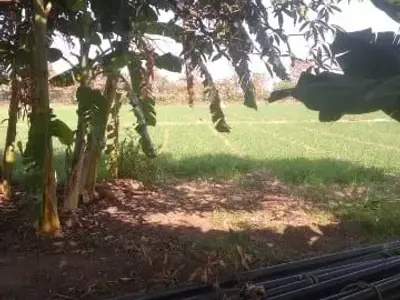 Mango Orchard Farmland Plot for Sale