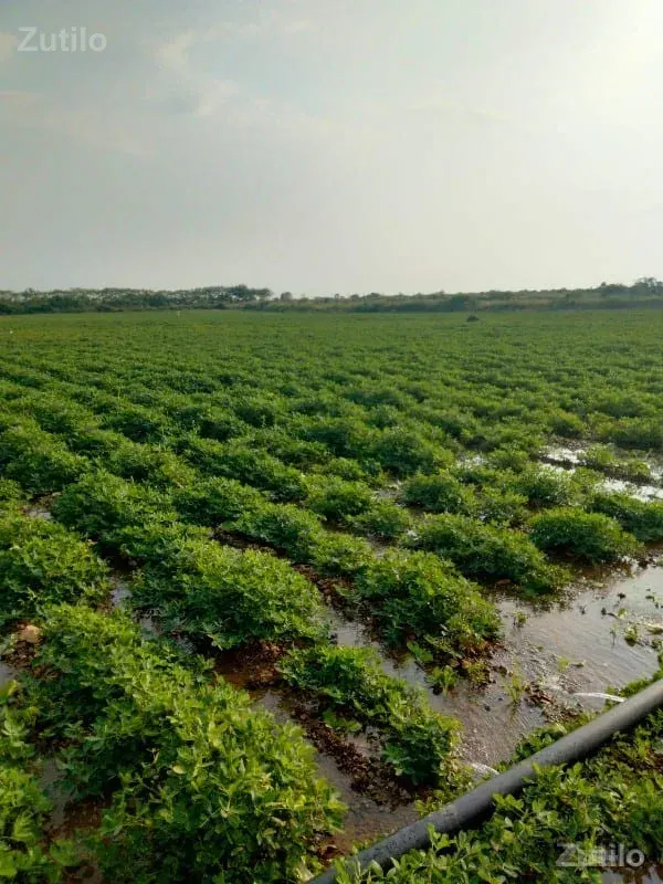 20 વિઘા જમીન છે - Land & Plots - Kutiyana - Image 2