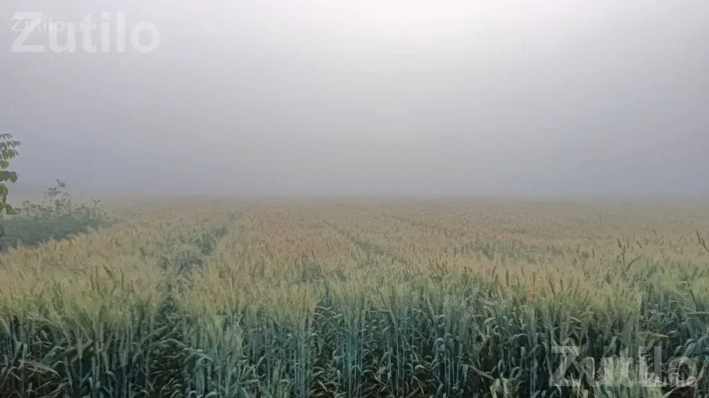 Agricultural Land Required on Lease Agreement - જમીન અને પ્લોટ - લીમખેડા - Image 4