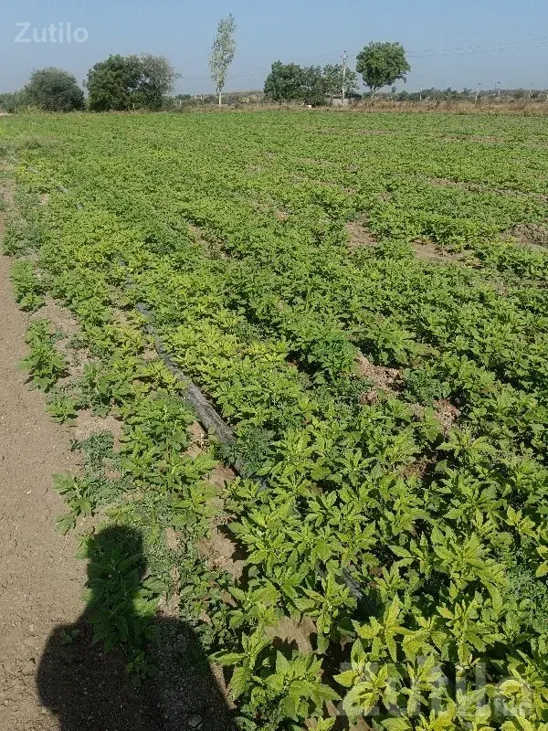Fertile Agricultural Land with Crop Field - જમીન અને પ્લોટ - લાલપુર - Image 2