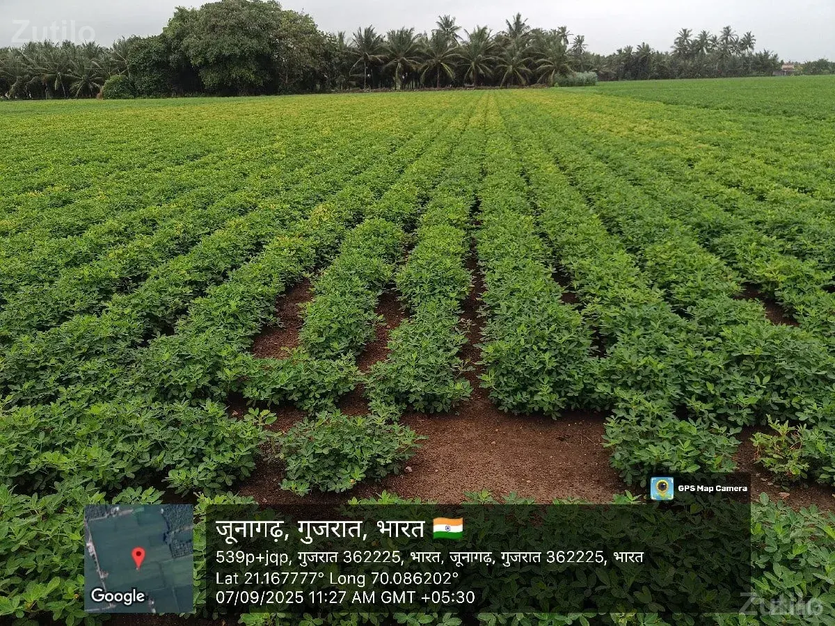 પથ્થર ની ખાણ લાયક જમીન વેચવાની છે . - Land & Plots - Mangrol - Image 2