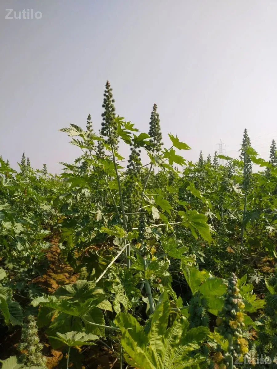 ખેતર - Land & Plots - Palanpur - Image 2
