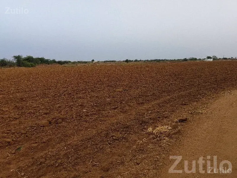 Rapar Roadside Farm Plot for Sale - Land & Plots - Rapar - Image 3