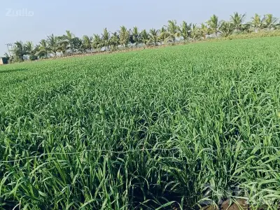 Irrigated Green Farmland for Sale Irrigated Green Farmland for Sale
