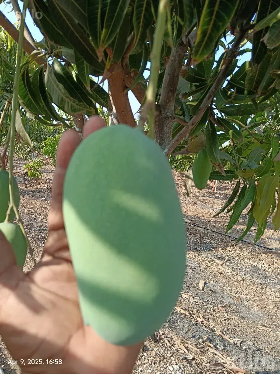Fruiting Mango Orchard Land for Sale - Land & Plots - Bhesan - Image 2