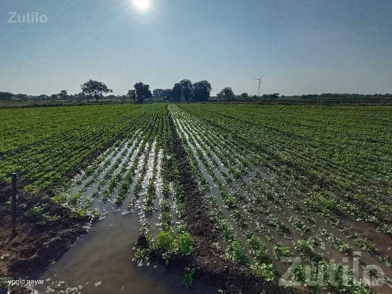 Fertile Agricultural Land for Sale - Land & Plots - Bhanvad - Image 1