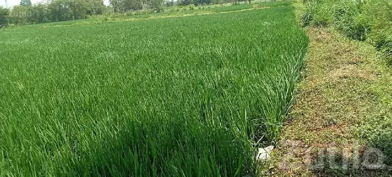 Fertile Green Agricultural Land for Sale - Land & Plots - Songadh - Image 2
