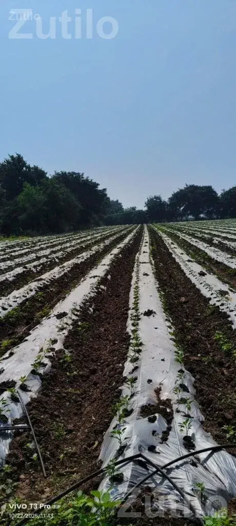 5.5 Vigha Agricultural Land for Sale - Land & Plots - Bagasara - Image 2