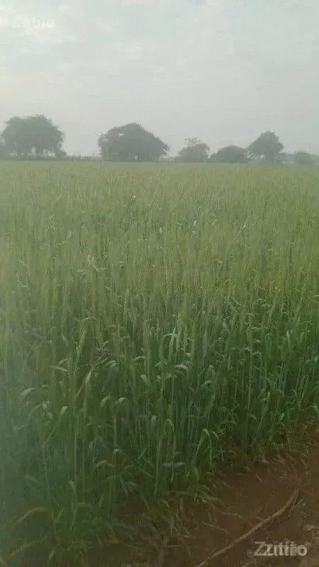 ખેતિનિ જમિન વેચવાનિ છે. - Land & Plots - Upleta - Image 1