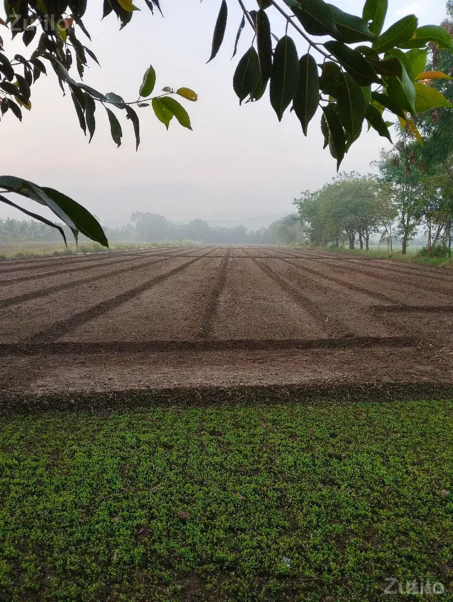 jamin vechva ni che 5 vigha - Land & Plots - Bhanvad - Image 2