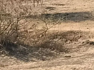 35 Vigha Agricultural Land Plot