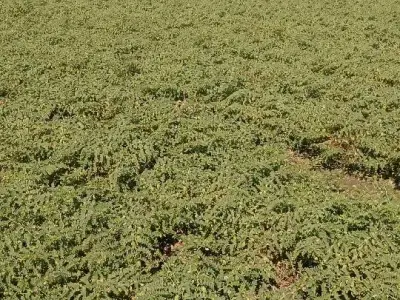 20 Vigha Agricultural Land on Share Basis