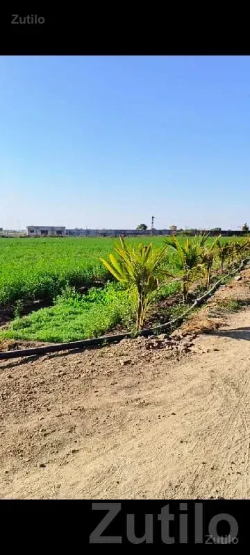 Green Farmhouse Plot Land for Sale - જમીન અને પ્લોટ - ભાણવડ - Image 3