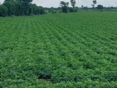 Dhari Fertile Green Farmland Plot Sale Dhari Fertile Green Farmland Plot Sale
