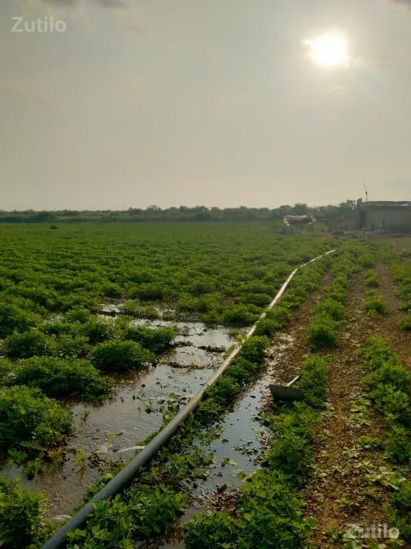 20 વિઘા જમીન છે - Land & Plots - Kutiyana - Image 3