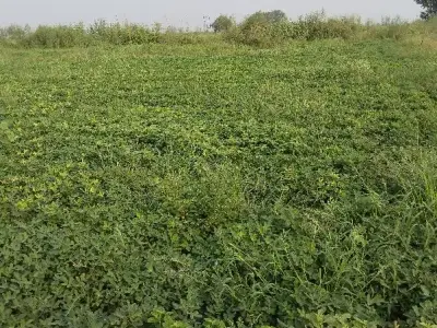 5 Vigha Fertile Green Farmland Plot 5 Vigha Fertile Green Farmland Plot