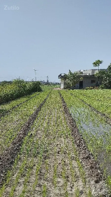 Residential Plot for Sale in Narmana - જમીન અને પ્લોટ - જામજોધપુર - Image 2