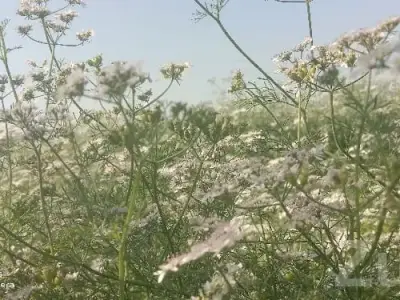 Fertile Agricultural Land in Keshod Fertile Agricultural Land in Keshod