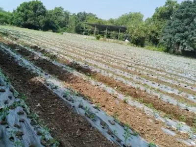 5.5 Vigha Agricultural Land for Sale