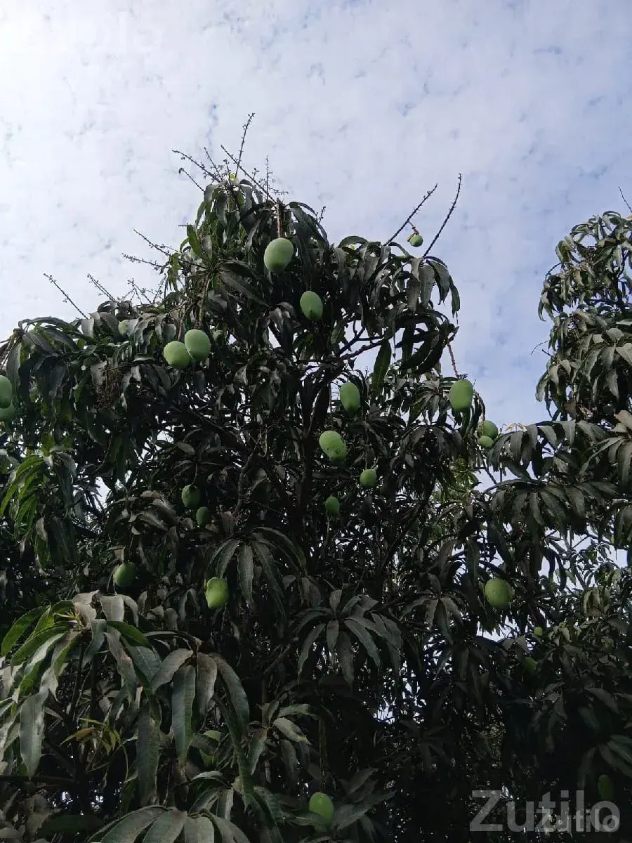 Mango Orchard Lease with 210 Trees - જમીન અને પ્લોટ - ઢોકડવા - Image 3