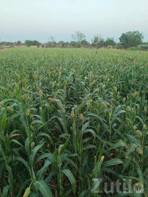 Fertile Agricultural Land in Kutiyana - Land & Plots - Kutiyana - Image 2