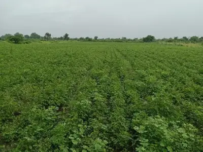 7.5 Vigha Fertile Agricultural Land