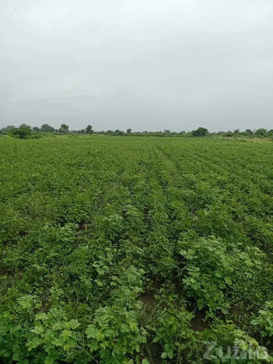 7.5 Vigha Fertile Agricultural Land - Land & Plots - Visavadar - Image 1