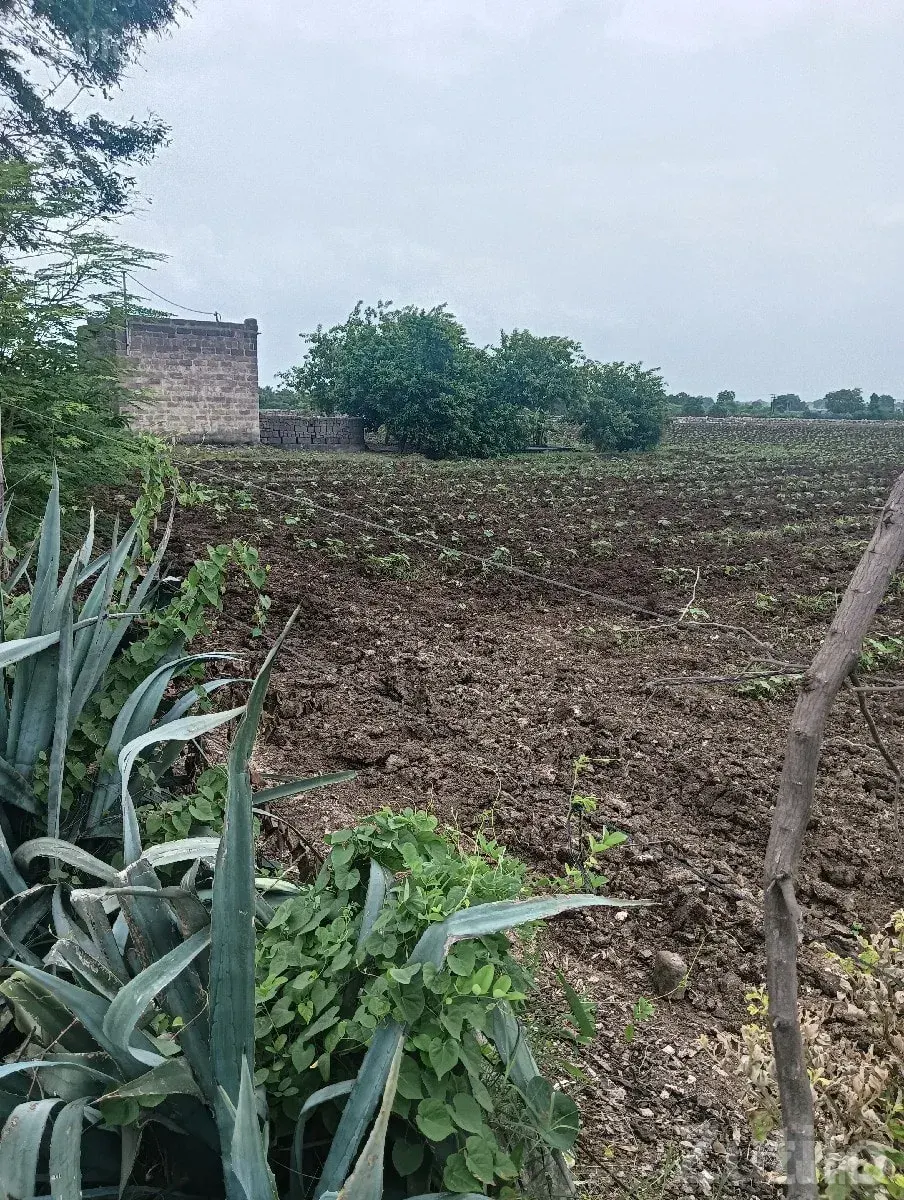 Fertile Agricultural Land for Sale - જમીન અને પ્લોટ - રાજકોટ શહેર - Image 1