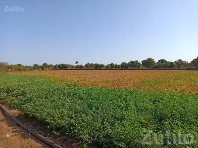 Fertile Agricultural Land in Visavadar