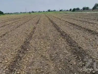 18 Bigha Fertile Agricultural Land Sale 18 Bigha Fertile Agricultural Land Sale