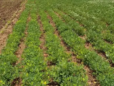 Fertile Agricultural Land in Talala Fertile Agricultural Land in Talala