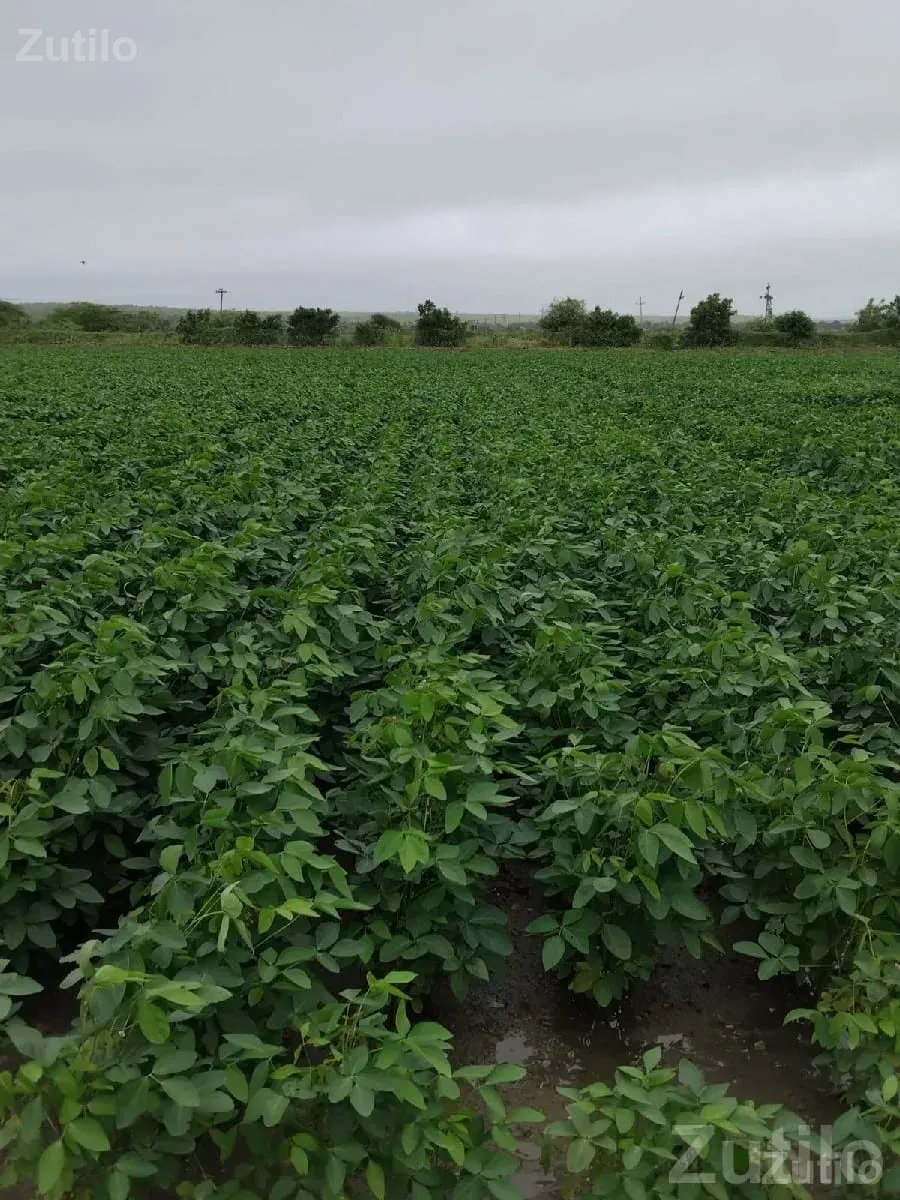 Fertile Green Farmland Plot for Sale - જમીન અને પ્લોટ - જામજોધપુર - Image 3