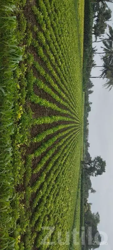 Green Agricultural Land for Sale, Kodinar - Land & Plots - Kodinar - Image 3
