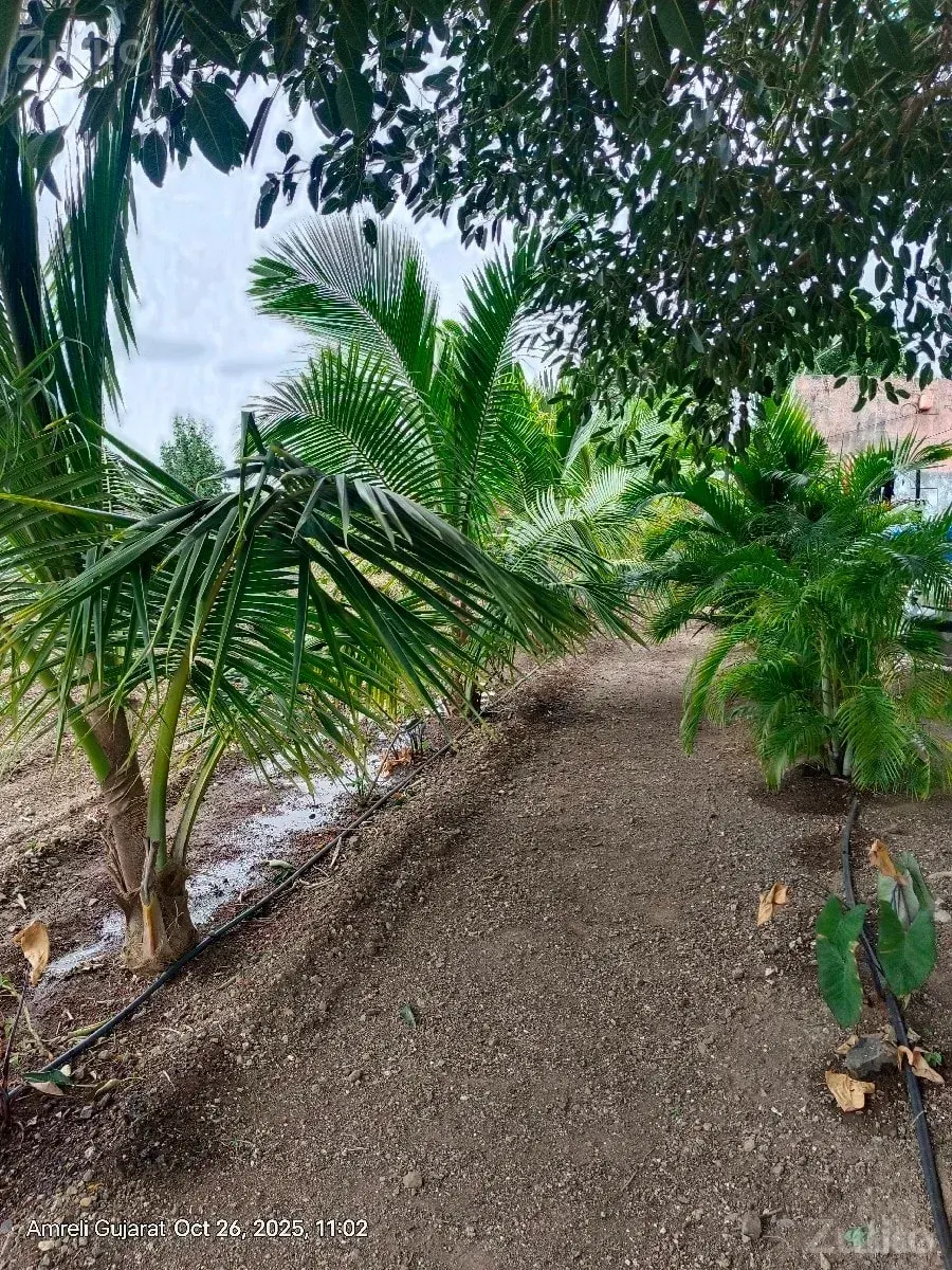 વેચવા - Land & Plots - Kunkavav - Image 3