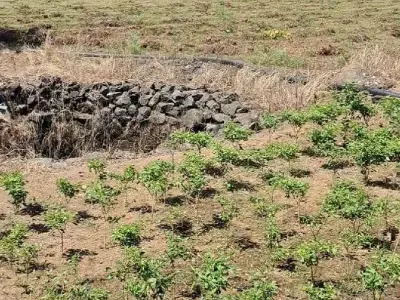 6.5 વીઘા
60 લાખનો એકર 6.5 વીઘા
60 લાખનો એકર
