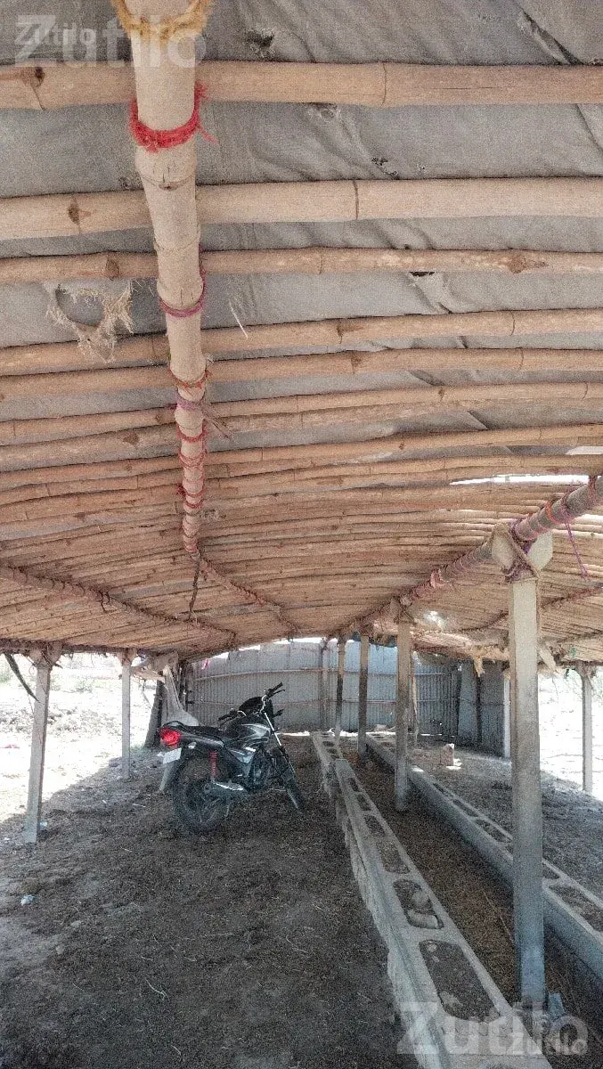 Cattle Shed Structure for Sale - Land & Plots - Khambhalia - Image 2