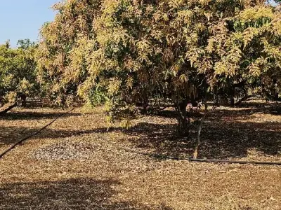 Talala Mango Orchard Farmland Plot Talala Mango Orchard Farmland Plot