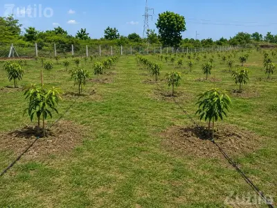 15 Vigha Mango Farm Land for Sale 15 Vigha Mango Farm Land for Sale
