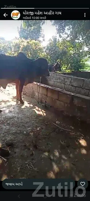 Agricultural Land with Cow Shed, Dhoraji - જમીન અને પ્લોટ - ધોરાજી - Image 1