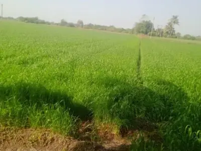 20 Vigha Agricultural Land for Sale Near Manavadar 20 Vigha Agricultural Land for Sale Near Manavadar