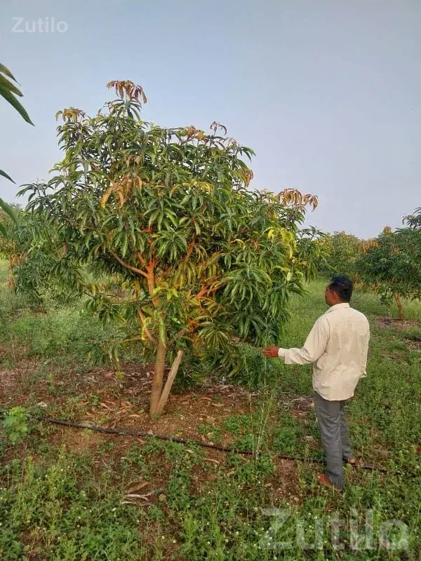 Dharampur Mango Orchard Farmland Plot - Land & Plots - Dharampur - Image 3