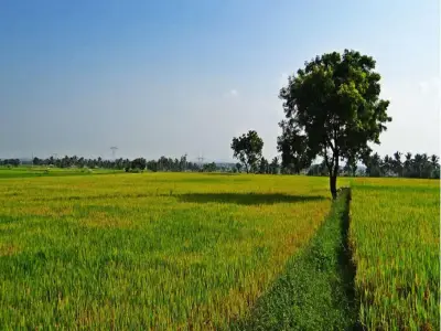 12 Bigha Agricultural Land for Sale 12 Bigha Agricultural Land for Sale