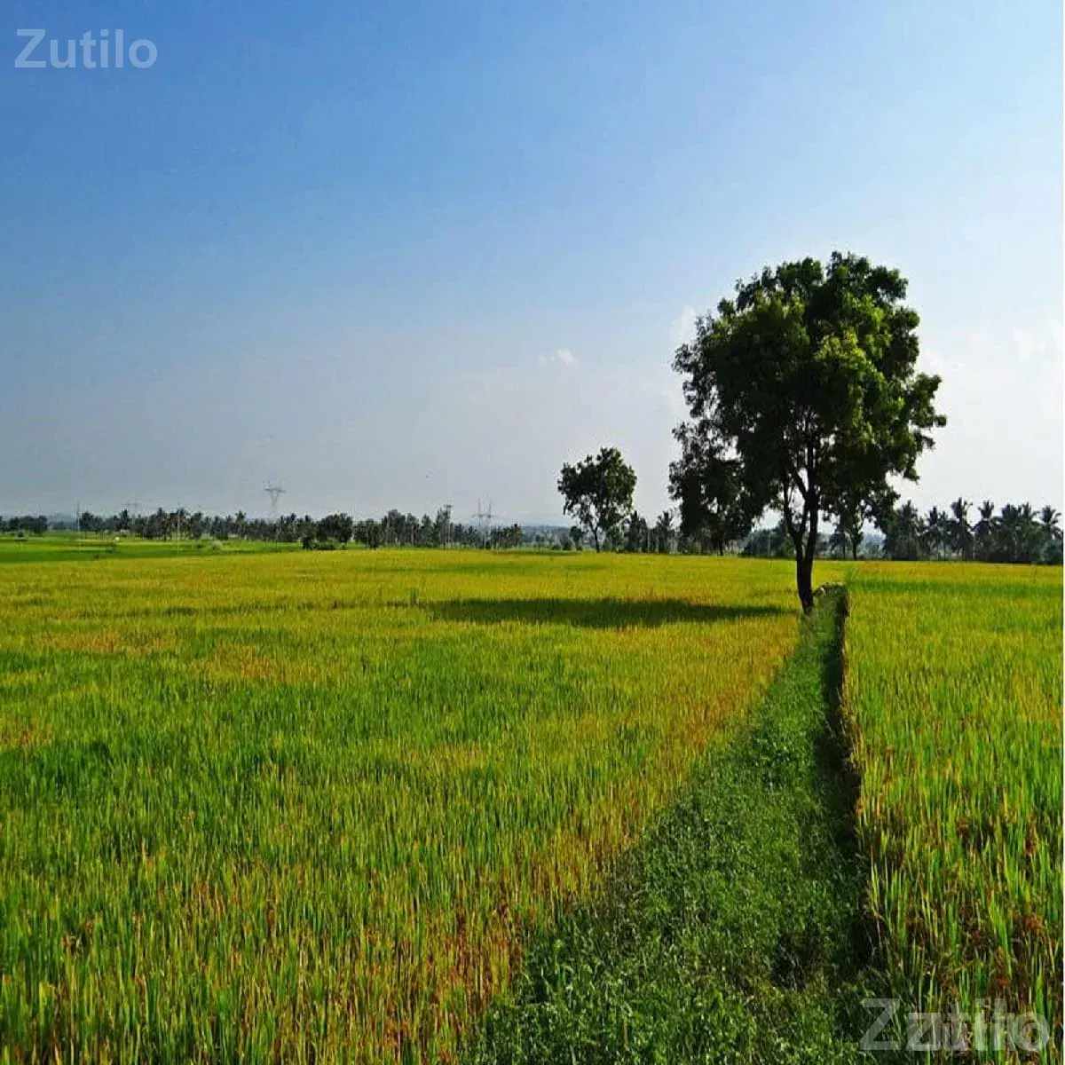 12 Bigha Agricultural Land for Sale - જમીન અને પ્લોટ - માણાવદર - Image 1