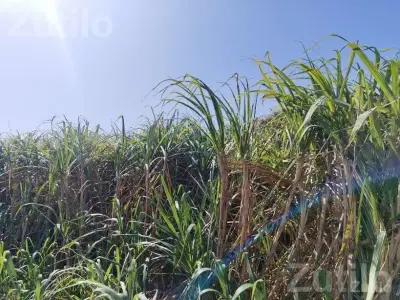 Agricultural Land with Sugarcane Crop 2.5 Vigha