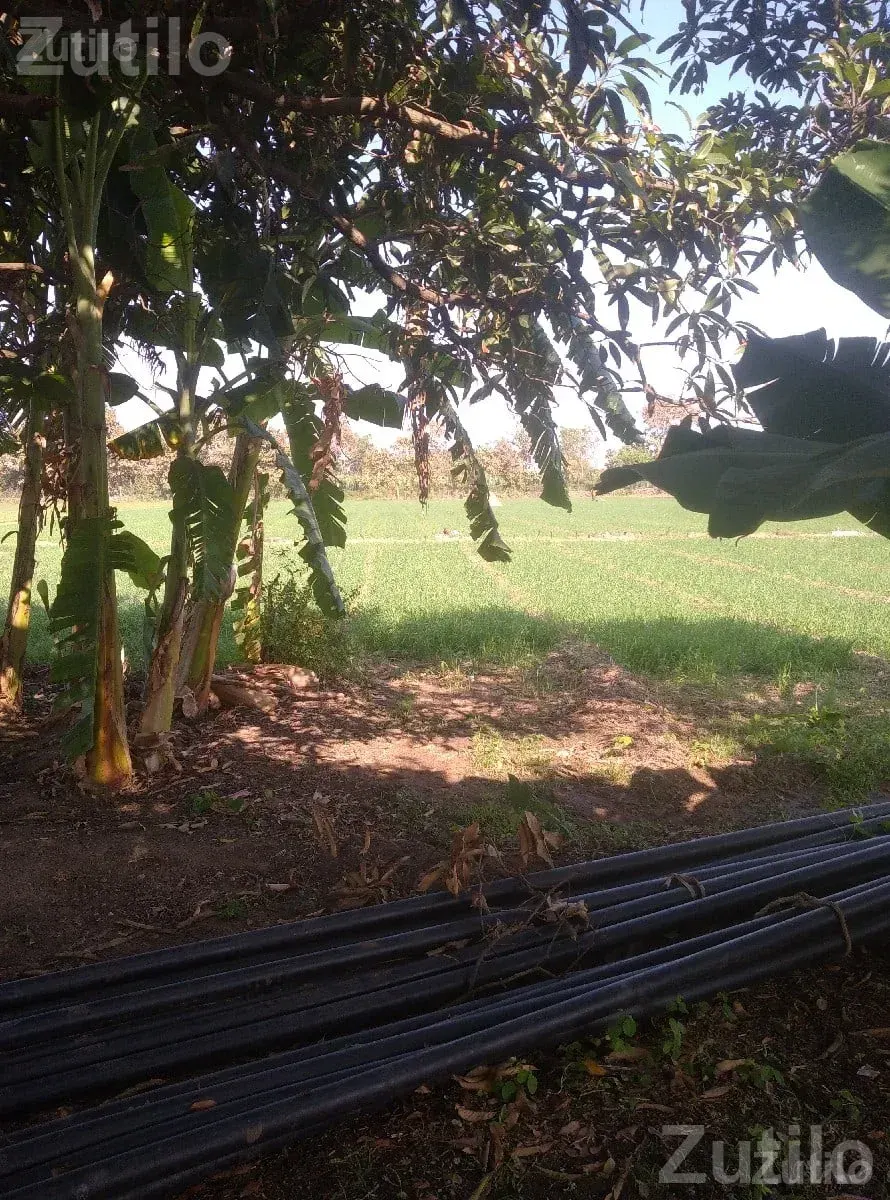 16 Vigha Fertile Agricultural Land for Sale - જમીન અને પ્લોટ - સુત્રાપાડા - Image 2
