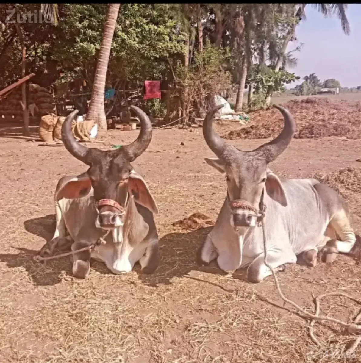 ગોધલા અને બળદ વેચવાના છે - Mobile Phones - Bhavnagar City - Image 2