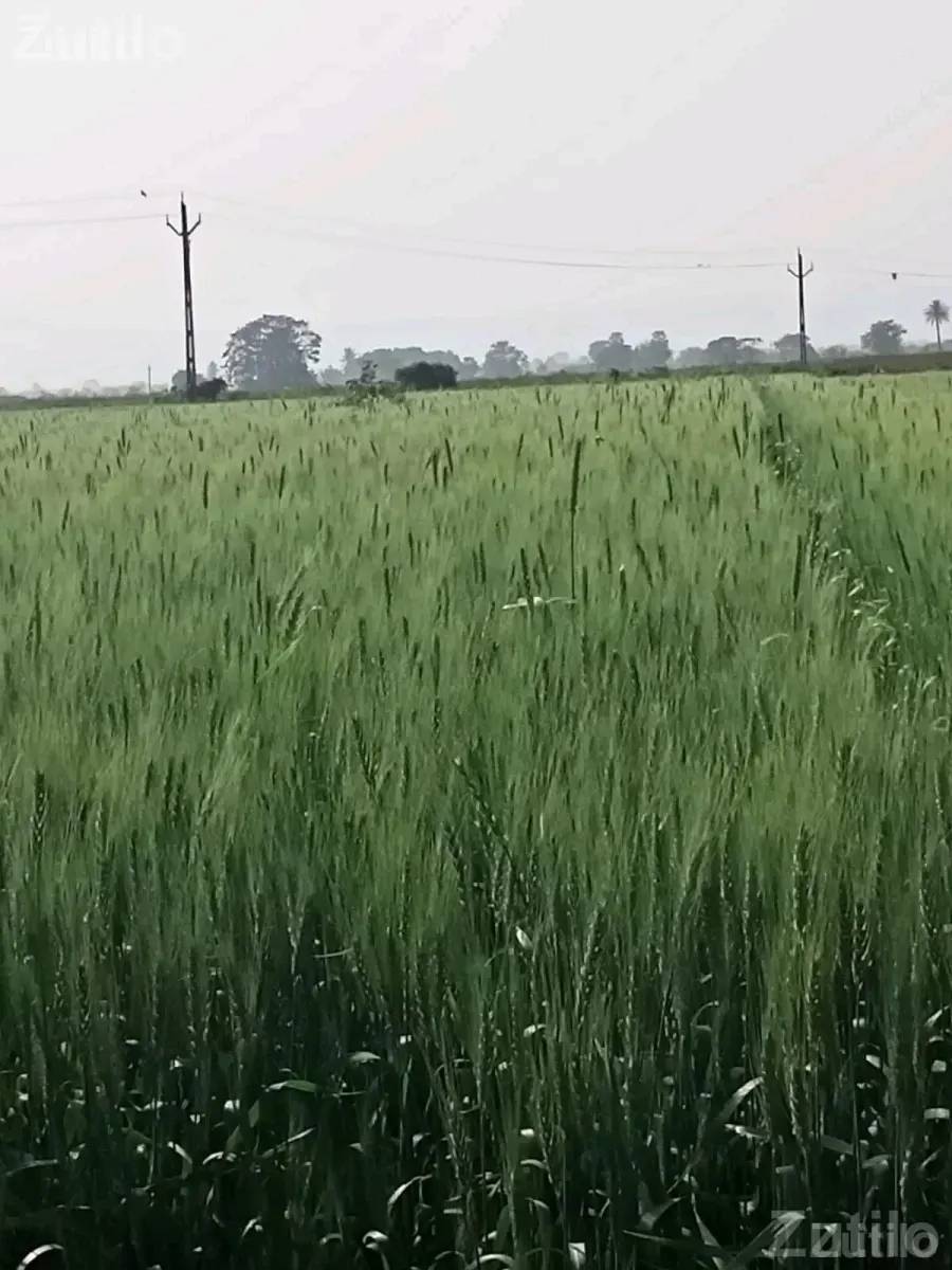45 Vigha Agricultural Land Available in Share - જમીન અને પ્લોટ - ઉપલેટા - Image 2