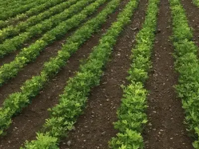 15 Vigha Fertile Agricultural Land Plot 15 Vigha Fertile Agricultural Land Plot