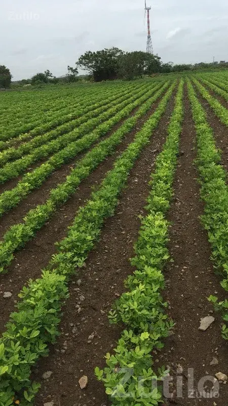 15 Vigha Fertile Agricultural Land Plot - Land & Plots - Chhaya - Image 1